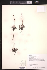 Drosera intermedia image