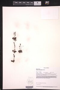 Drosera intermedia image