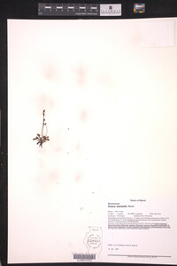 Drosera intermedia image