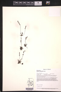 Drosera intermedia image