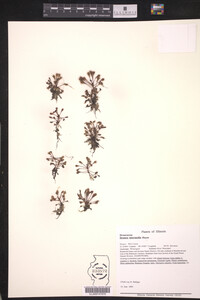 Drosera intermedia image