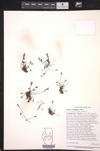 Drosera intermedia image