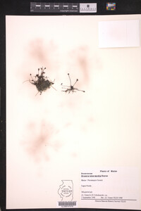 Drosera intermedia image
