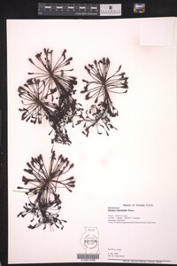 Drosera intermedia image