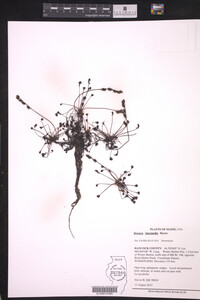 Drosera intermedia image