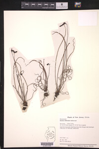 Drosera filiformis image