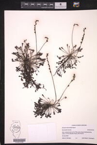 Drosera intermedia image