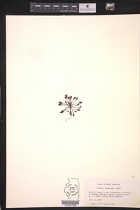 Drosera intermedia image
