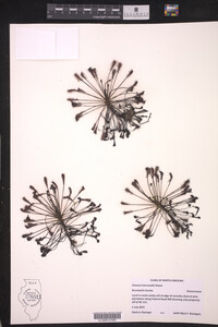 Drosera intermedia image