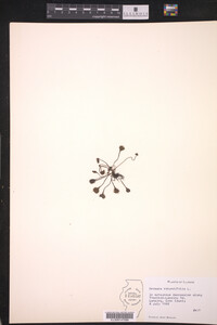Drosera rotundifolia image