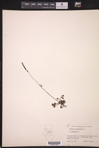 Drosera rotundifolia image