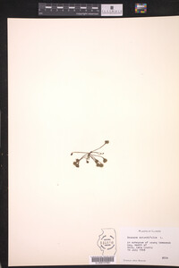 Drosera rotundifolia image
