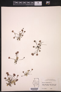 Drosera rotundifolia image