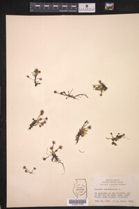 Drosera rotundifolia image