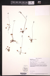 Drosera rotundifolia image
