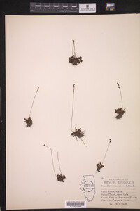 Drosera rotundifolia image