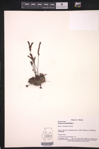 Drosera rotundifolia image