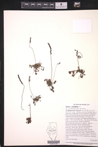 Drosera rotundifolia image