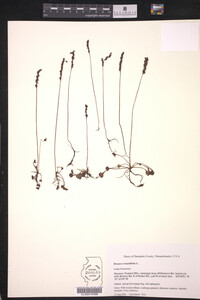 Drosera rotundifolia image