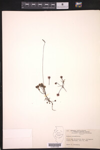 Drosera rotundifolia image