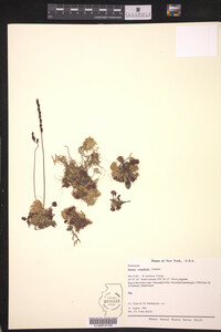 Drosera rotundifolia image