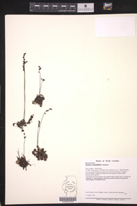 Drosera rotundifolia image