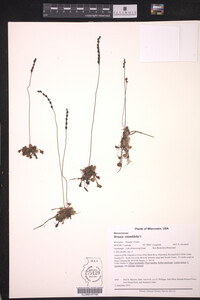 Drosera rotundifolia image