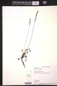 Drosera rotundifolia image