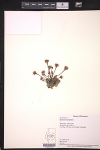 Drosera rotundifolia image