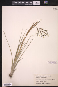 Image of Billbergia nutans