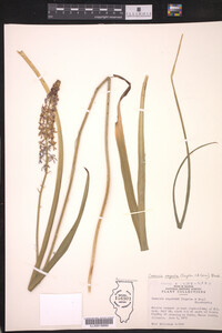 Camassia angusta image
