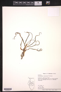 Media resource of Chlorogalum purpureum