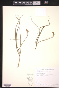 Image of Hastingsia alba