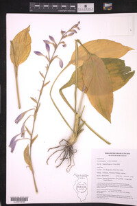 Image of Hosta plantaginea