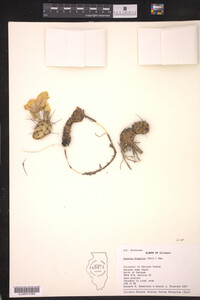 Opuntia fragilis image