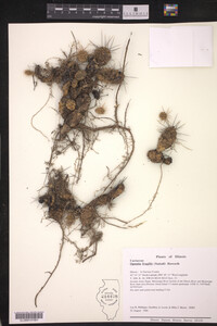 Opuntia fragilis image