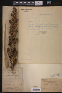 Image Associated With the Occurrence
