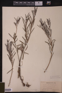 Andromeda glaucophylla image