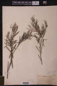 Andromeda glaucophylla image