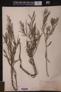 Andromeda glaucophylla image