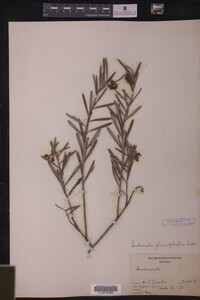Andromeda glaucophylla image