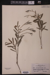 Andromeda glaucophylla image