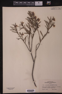 Andromeda glaucophylla image