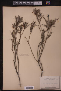 Andromeda glaucophylla image