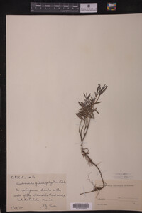 Andromeda glaucophylla image