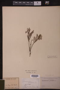 Andromeda glaucophylla image
