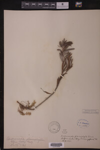 Andromeda glaucophylla image