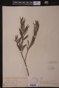 Andromeda glaucophylla image