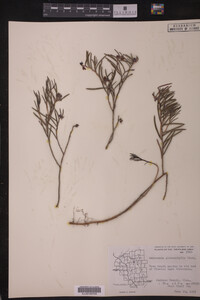 Andromeda glaucophylla image