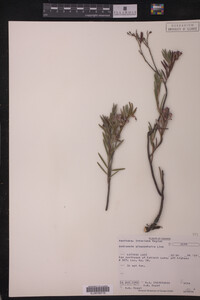Media resource of Andromeda glaucophylla